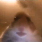 Nik_Toni's Avatar'