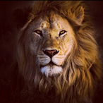 Ali_S44's Avatar'