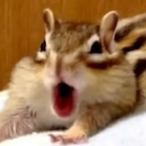 R1SLAMMStt's Avatar'