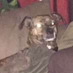 elmobestdog111's Avatar'