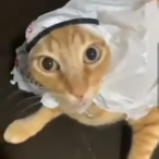 Chikolastik's Avatar'