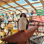 penguin_brigade's Avatar'