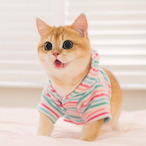 LittleKitten's Avatar'