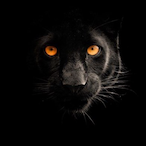 TR_PanThex28's Avatar'
