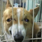 SpagheggiMan's Avatar'