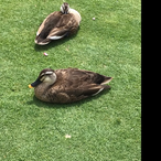 kanedahajime24's Avatar'