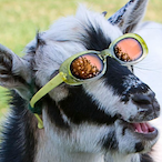 TEXAStheREALEST's Avatar'