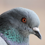 Pisello_Fevesco's Avatar'