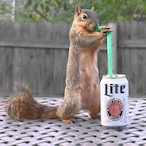CrazySquirrel's Avatar'