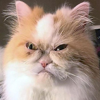 BARSIK397's Avatar'