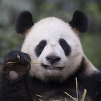 BOBOISTHEPANDA's Avatar'