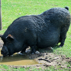 Riotrez-yt's Avatar'