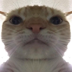 Kxxba's Avatar'