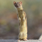 Weaselman11's Avatar'