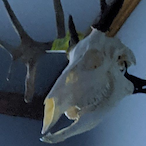 CanineCamera157's Avatar'