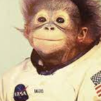 Moon-monkey's Avatar'