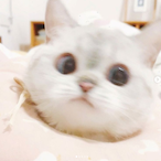 OreoNeko's Avatar'