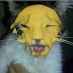 CheeseCat's Avatar'