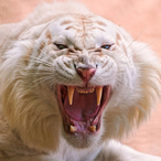 Lordcalibre's Avatar