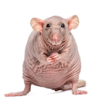 pilinpeluo's Avatar'