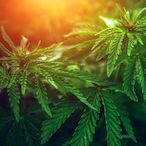 GoatedCause420's Avatar'