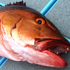 Red_Snapper..'s Avatar'