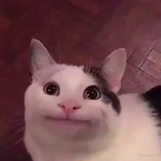 Smart_Chihuahua's Avatar'