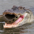 Croc_With_Crocs's Avatar'