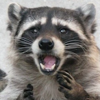 TrashBandit._.'s Avatar'