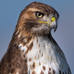 Jhawk4888's Avatar'