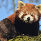 RedAzerty206's Avatar'