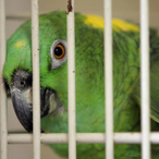 UnlawfuIParrot's Avatar'