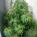 lucaachille2012's Avatar'