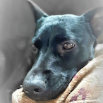 COG.eukaryote's Avatar'