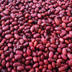 LilBeanMeme's Avatar'