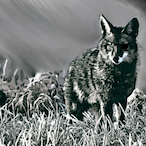 FrostyCoyote's Avatar'