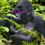 Dr.Jiggo's Avatar'