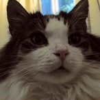 NineLayerNige's Avatar