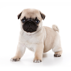 killerpug2636's Avatar'