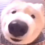 HandHeldWalrus69's Avatar'