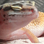 JaggerIsTheMan's Avatar'