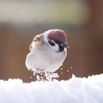 A_Bird_'s Avatar'