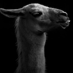 EarlThomas.IV's Avatar'