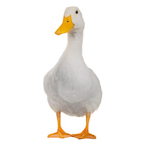DUCK_G0_QUACK's Avatar'