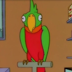 parrot22's Avatar'