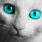 c00kie4u's Avatar'