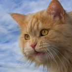 ICEHAZARD L2's Avatar'