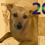 oFelpzPecinha's Avatar'