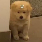 zhanglingjun's Avatar'