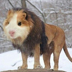 onlineguineapig's Avatar'